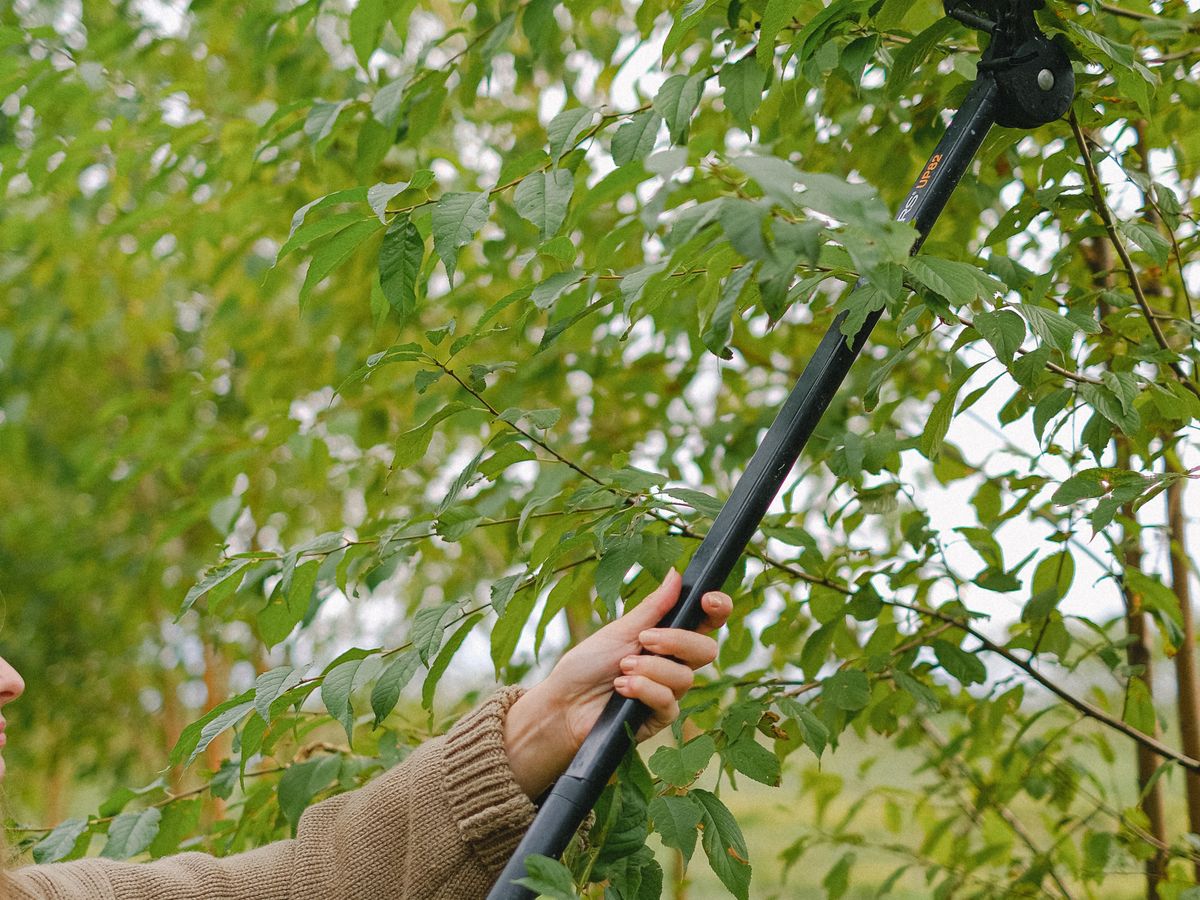 Arborist pruning tree branches with a pole tool